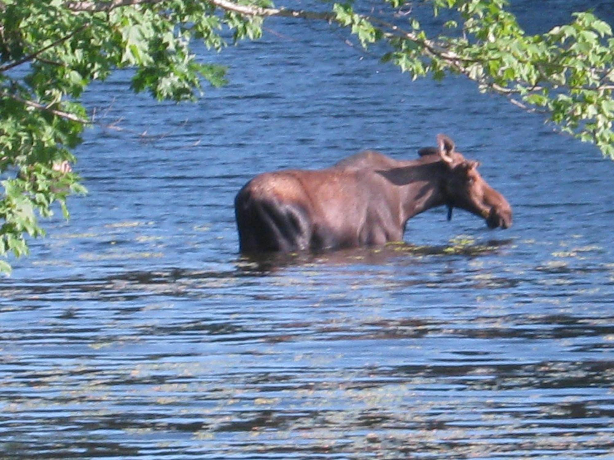 Alamoosook Lakeside Inn Orland Zewnętrze zdjęcie