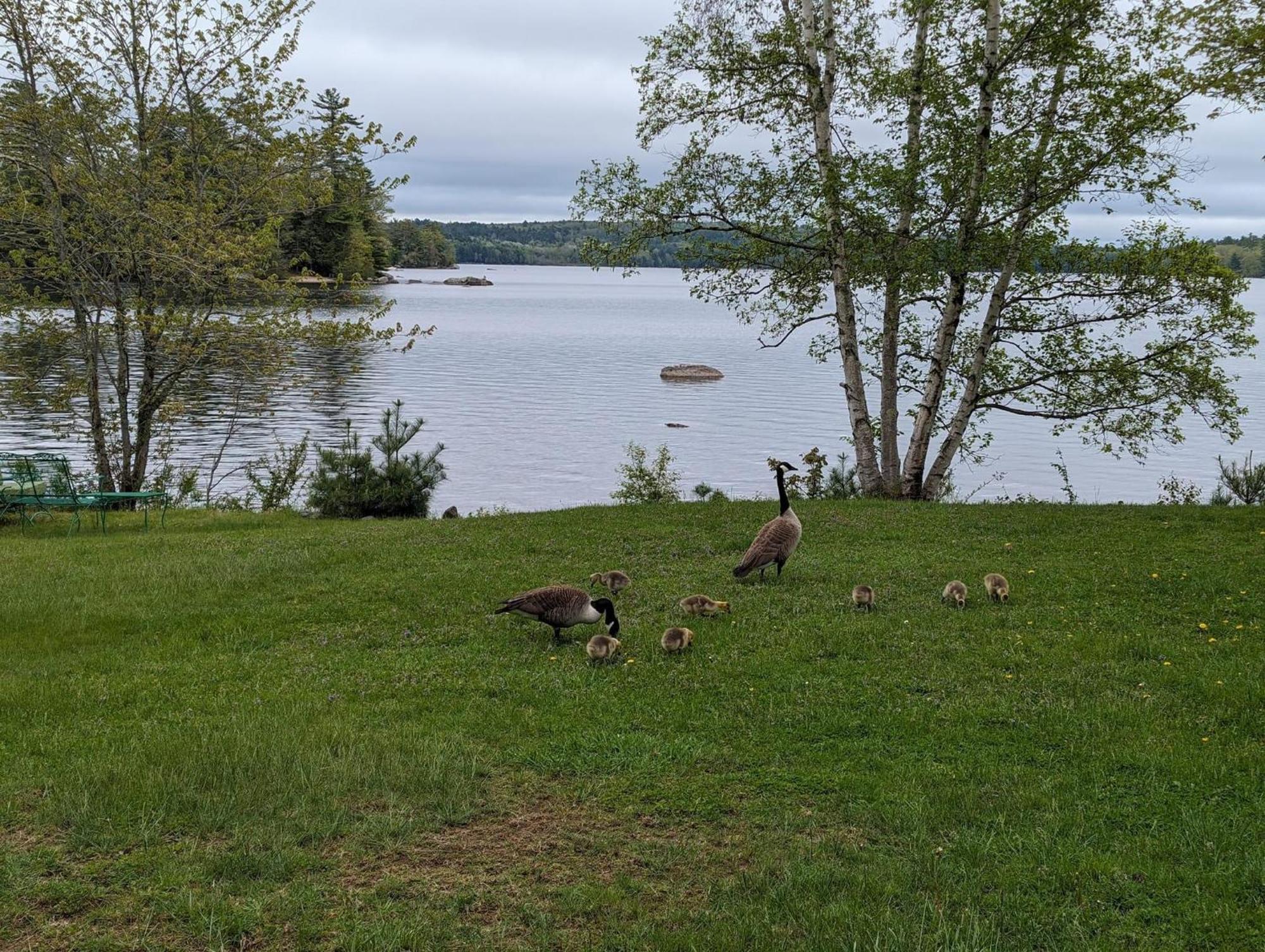 Alamoosook Lakeside Inn Orland Zewnętrze zdjęcie